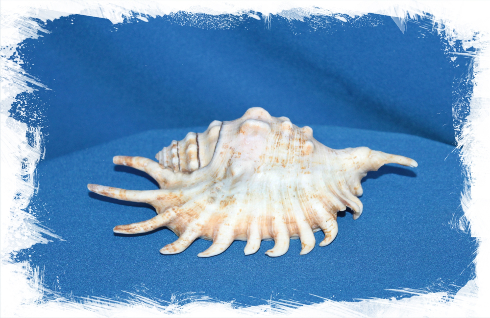 Ламбис Миллепеда, 10-12см, 1шт