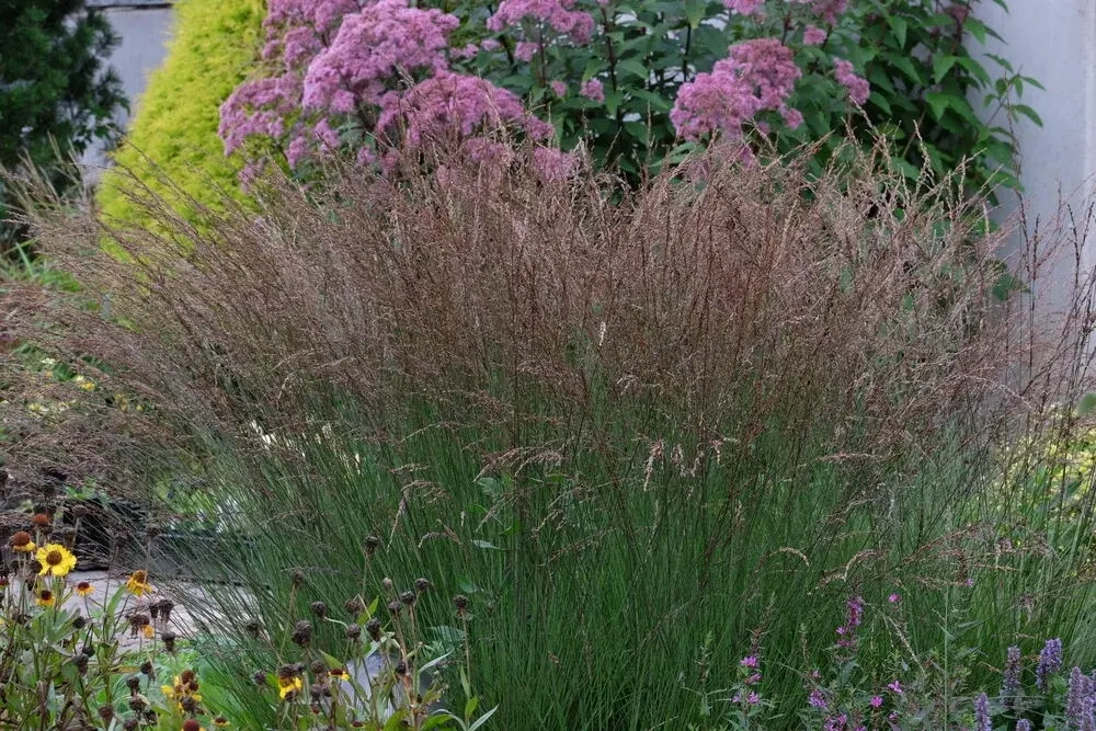 Молиния голубая 'Edith Dudsus' С2 15-20 см Закупка М43 май- июнь 2026