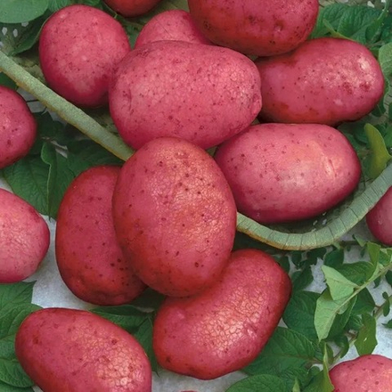 Картофель семенной Калинка