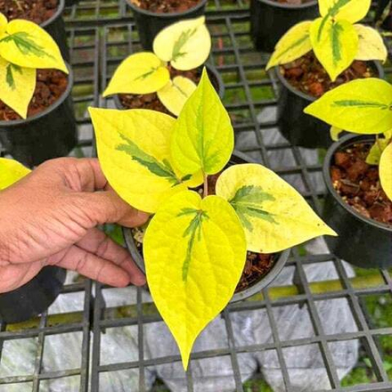 Перец BETLE LEMON LIME