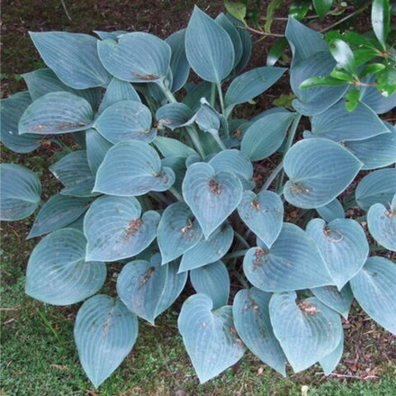 Хоста Блю Кадет С5