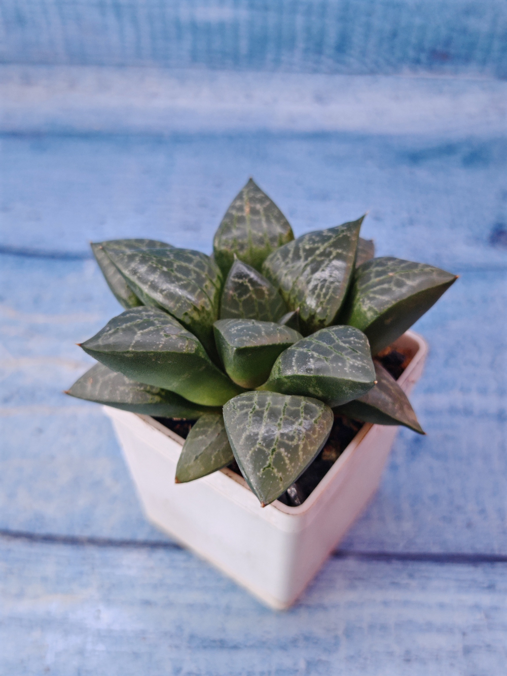 Haworthia Bayeri x Comptoniana (Хавортия)