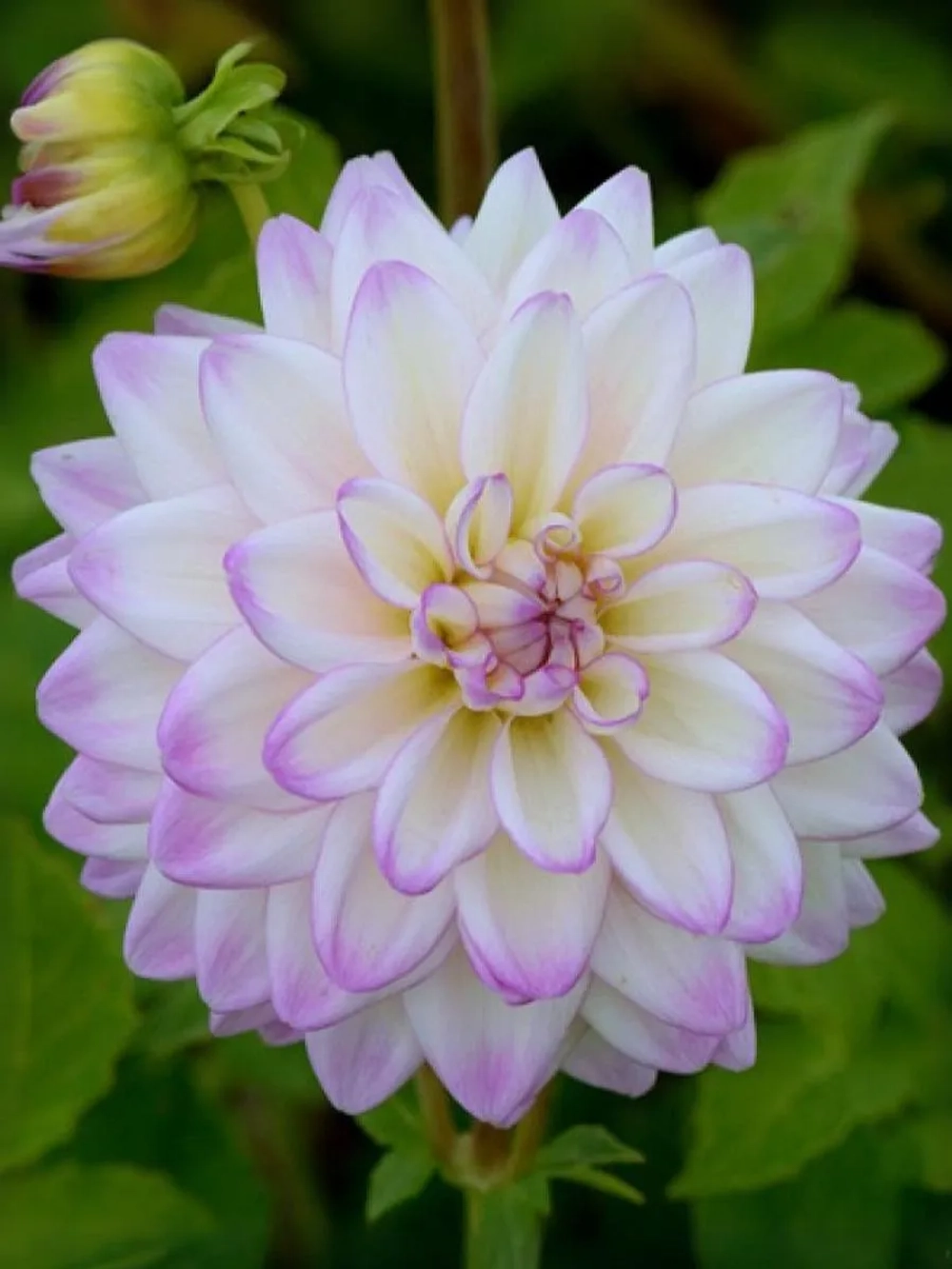 Георгин декоративный Орион