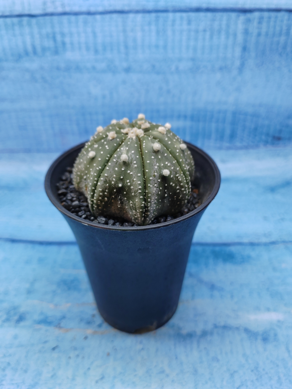 Astrophytum Asterias (Астрофитум)