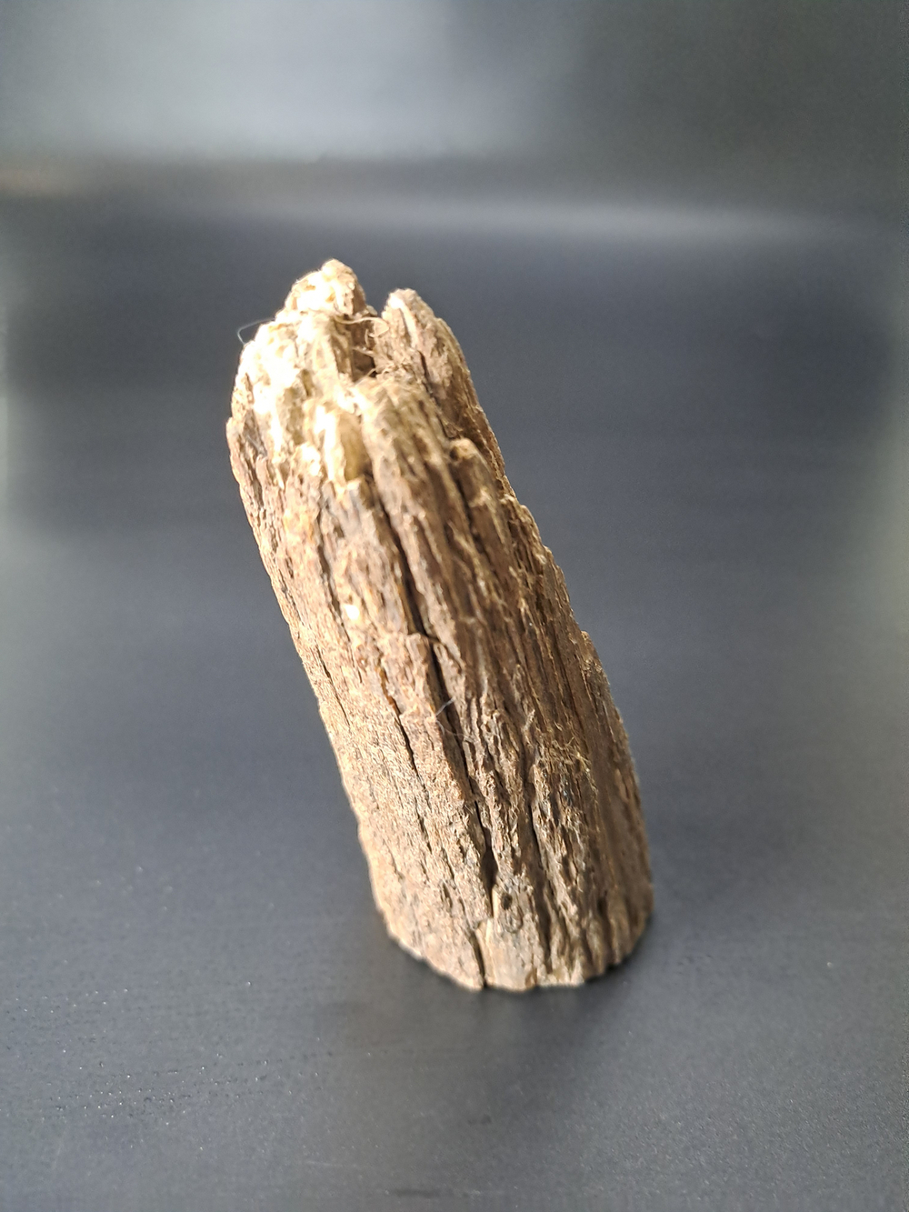 Бивень мамонта для коллекции