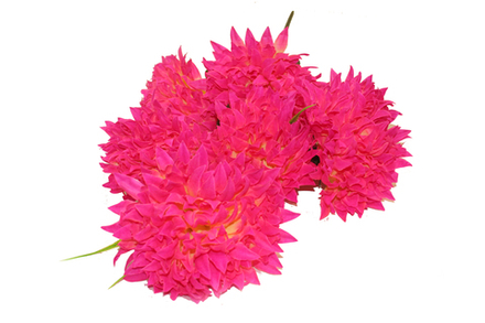 Букет крупных хризантем 6 голов