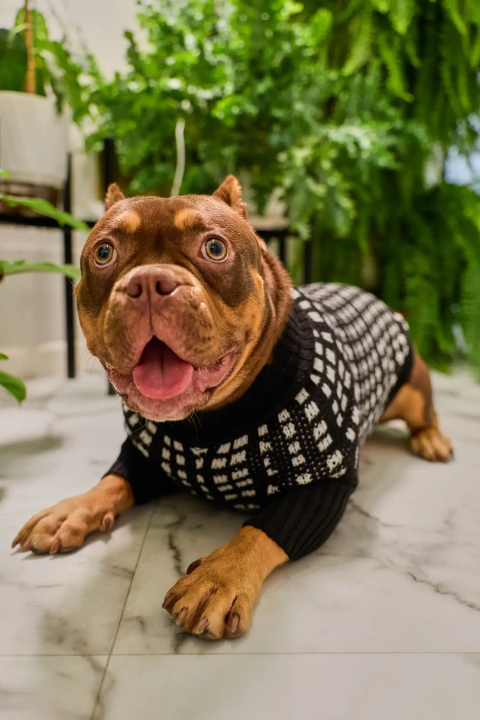 Для собачки