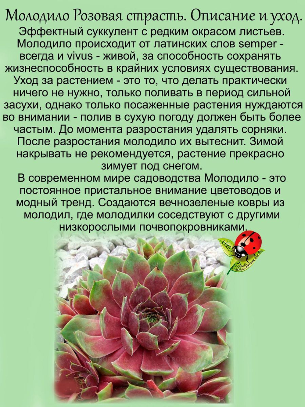 Молодило Розовая страсть каменная роза многолетник