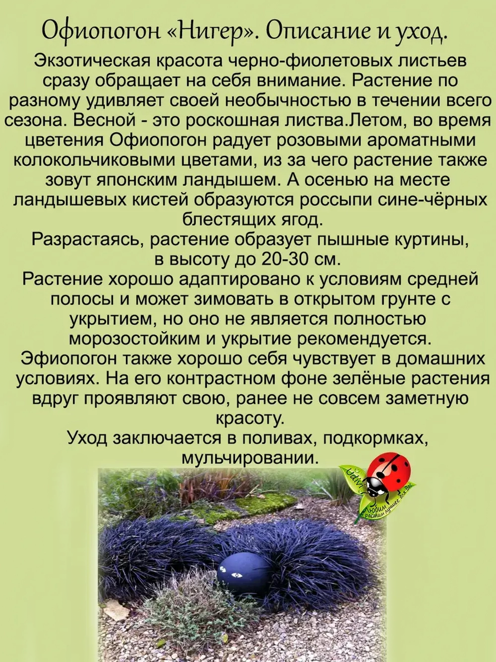 Офиопогон Нигер многолетний