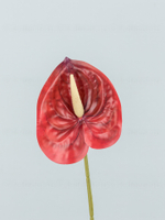 Антуриум Элайза Мини