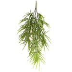 Дизиготека ампельная зеленая 80 см.