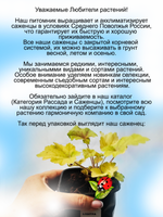 Гейхера Электра яркая многолетняя