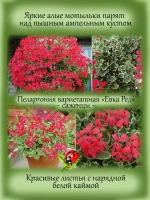 Пеларгония Эвка Ред вариегатная