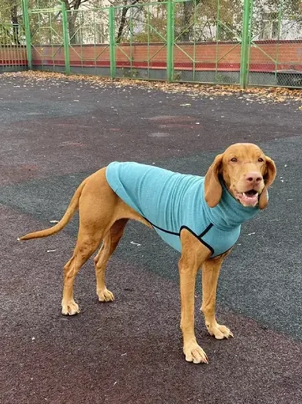 Свитер для собак на молнии попона