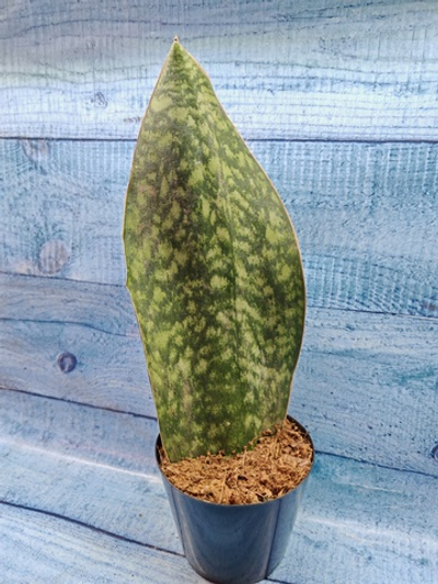 Sansevieria Masoniana Whale Fin (Сансевиерия)