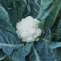 ЛЕКАНЮ F1 семена капусты цветной (Syngenta | Alexagro)