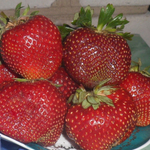 Земляника садовая (клубника) МАЛЬВИНА