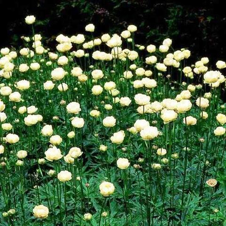 Купальница культурная Алабастер С2