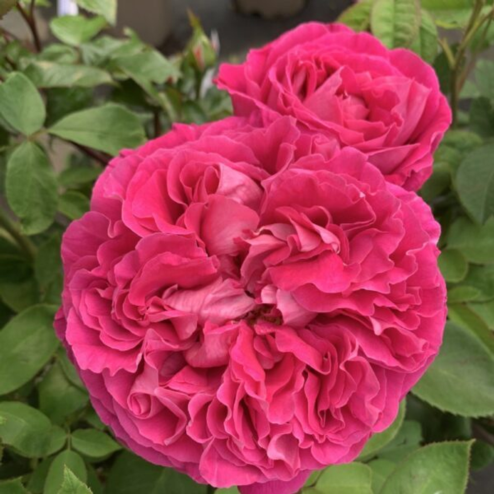 Роза чайно- гибридная Поль Нейрон (Paul Neyron)