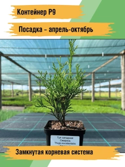 Туя западная Смарагд 2 саженца
