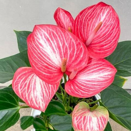 Антуриум Андрэ LIVIUM RUBY