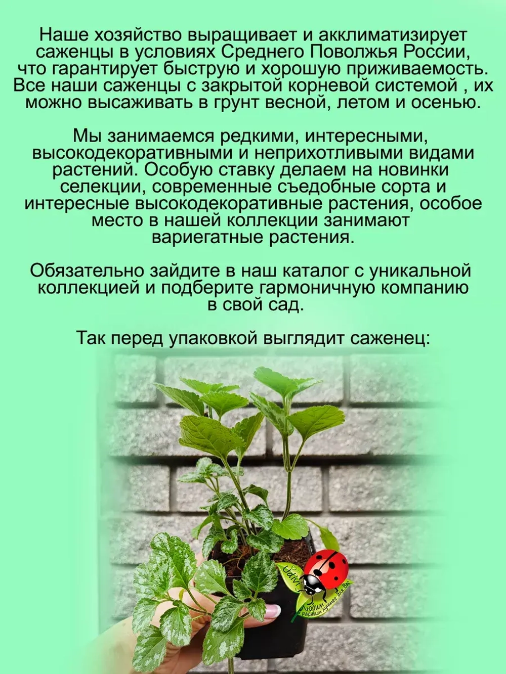 Яснотка зеленчуковая Флорентинум многолетняя