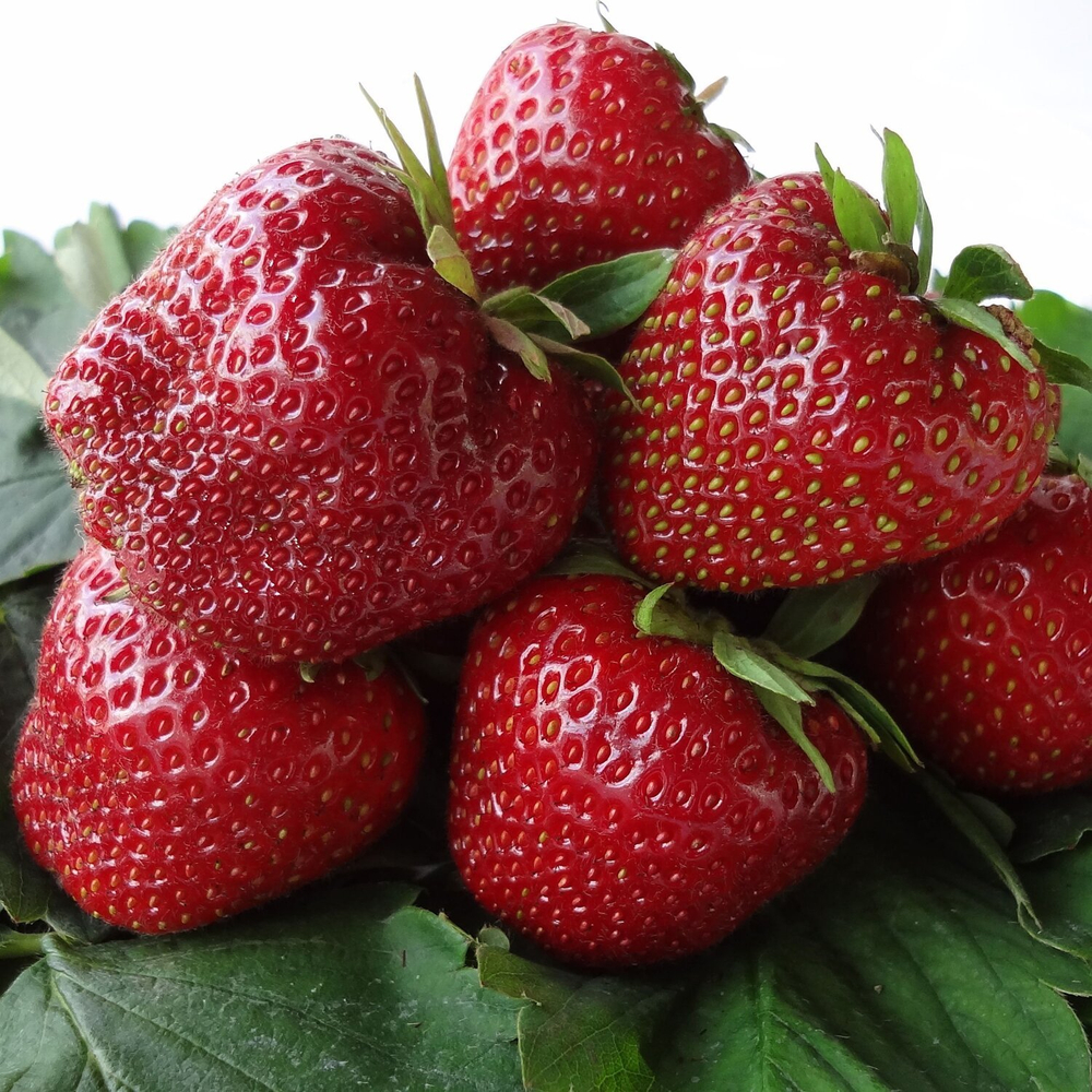 Земляника садовая ( клубника) ремонтантная КАБРИЛЛО