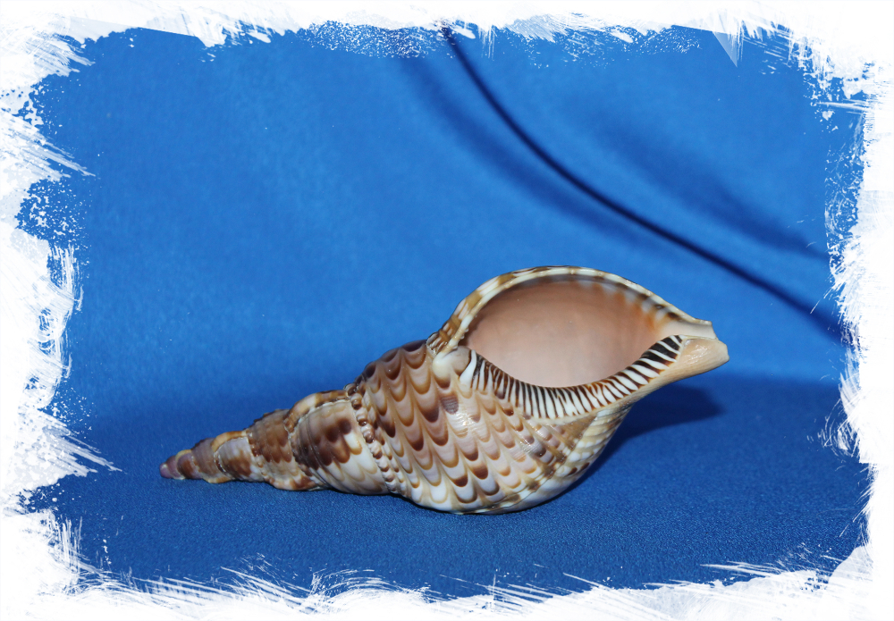 Ракушка Харония Тритонис, Тритоний Рог, Charonia tritonis. Купить