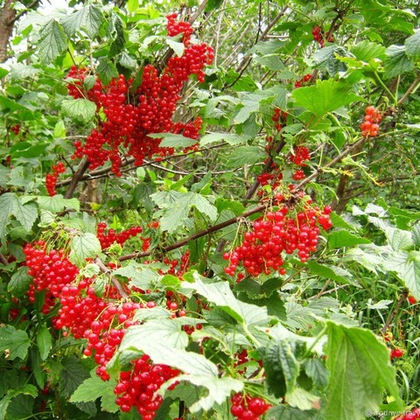 Смородина красная Дарница