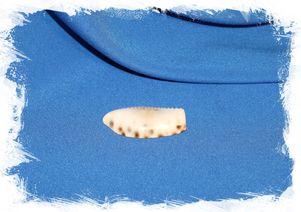 Кусок ракушки Тигровой Каури для кулона