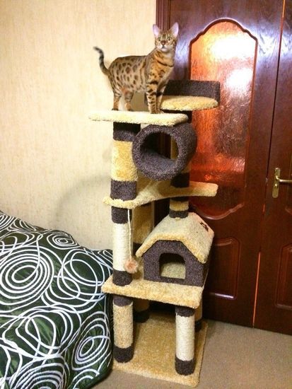 Дом для котят К-17