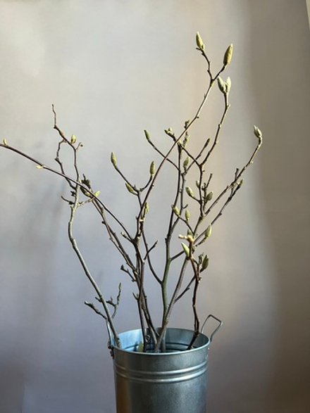 Магнолия ветки 100 см