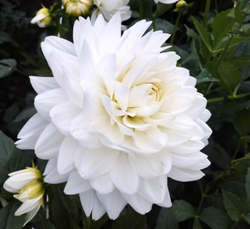 Георгин Пис Пакт (Peace Pact)