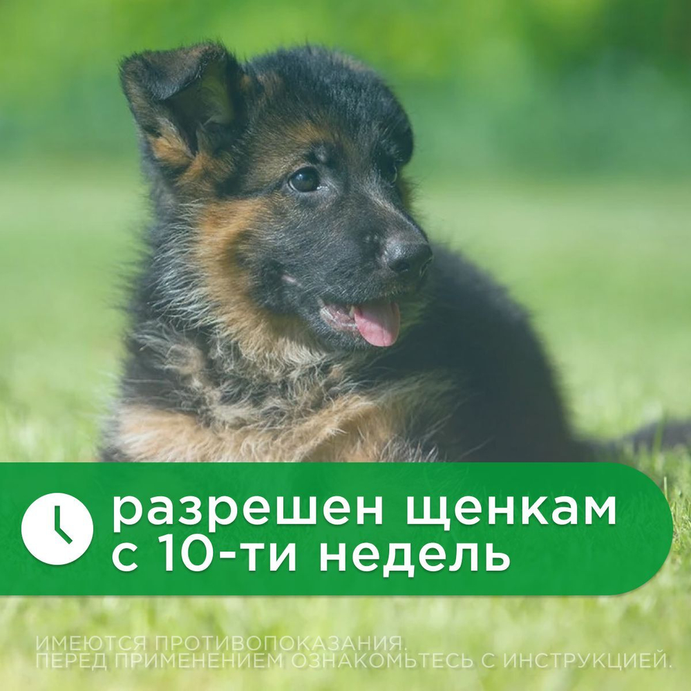 Капли для щенков и собак от 10 до 20 кг от блох, клещей, вшей, власоедов, а так же для лечения ушной чесотки и предотвращения нападения комаров БлохНэт Форте (Астрафарм), 1пипетка