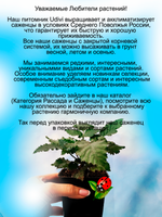 Ежевика Небеса могут подождать самая вкусная