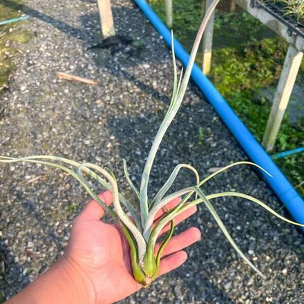 Тилландсия Pruinariza (ariza-juliae x pruinosa)