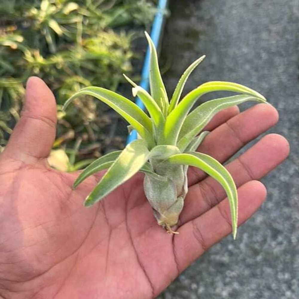 Тилландсия Streptophylla S