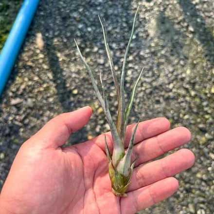 Тилландсия Durrell (limbata x bulbosa)