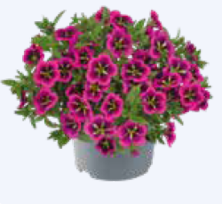 ЕВРО Калибрахоа Cabaret® Early Good Night Kiss укорененный черенок ОКС февраль 26 Florensis