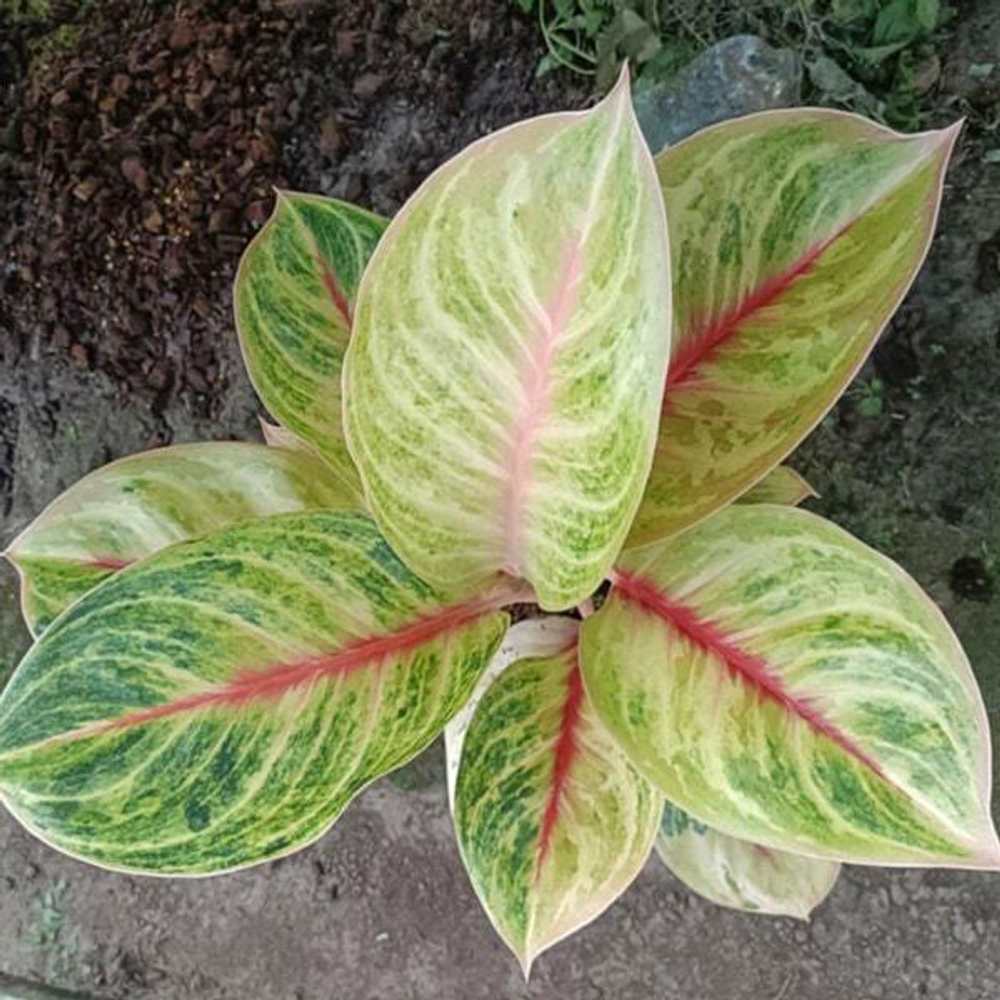 Аглаонема MEKASARI