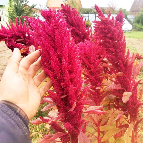 Амарант Индейцев Майя из Гватемалы