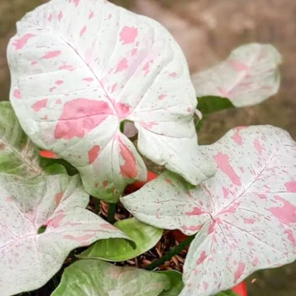 Сингониум (08) MILK CONFETTI