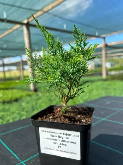 Саженец Можжевельник Минт Джулеп