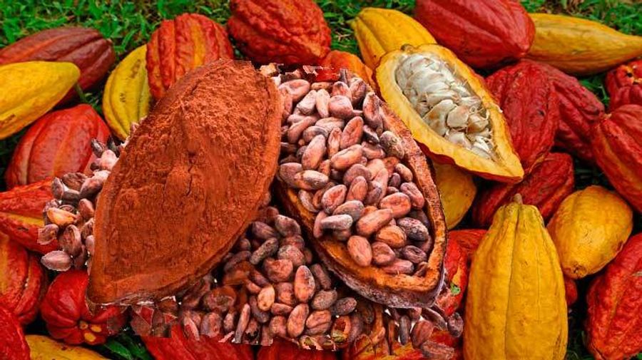 Производители какао. Часть 2