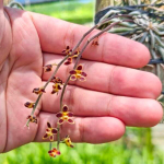 Орхидея CHILOSCHISTA LUNIFERA