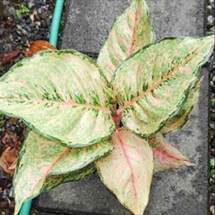 Аглаонема NGERN THONG KAEW