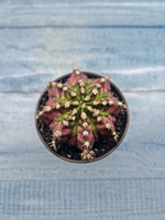 Gymnocalycium T-Rex Pink hybrid (Гимнокалициум T-rex)