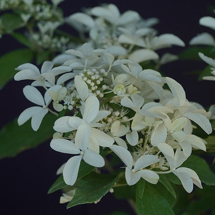 Гортензия метельчатая Стар Роуз