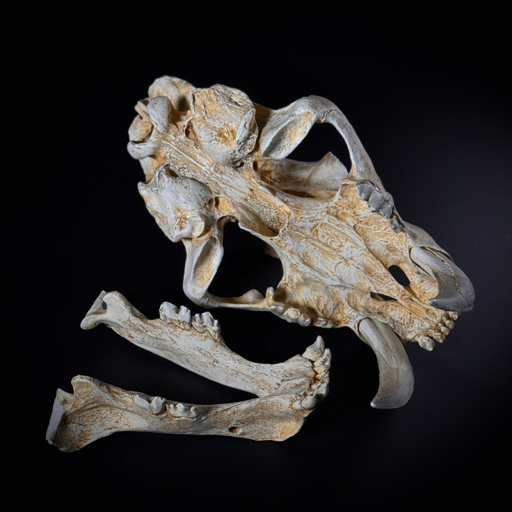 Smilodon