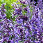 Котовник "Walker’s Low"